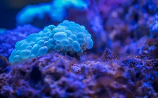 Картинка кораллы, океан, подводный мир, синий, природа, морская жизнь, глубина