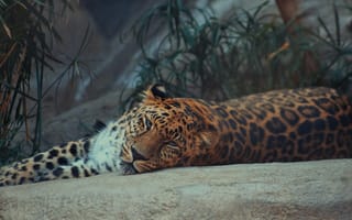 Картинка леопард, животные, природа, дикие, питомцы, спокойствие, фото