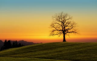 Картинка закат, дерево, пейзаж, природа, холм, небо, тишина