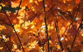 Картинка осень, листья, природа, дерево, желтый, красный, фотография