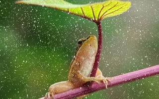 Картинка лягушка, природа, дождь, лист, зелень, животные, фото
