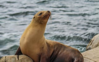 Картинка морской лев, животные, природа, океан, побережье, пейзаж, отдых