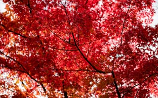 Картинка осень, красные листья, природа, деревья, пейзаж, красота, фотография