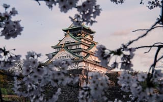 Картинка замок, вишня, природа, япония, архитектура, пейзаж, цветы