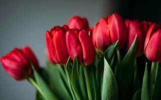 Картинка тюльпаны, цветы, красный, букет, природа, декор, весна