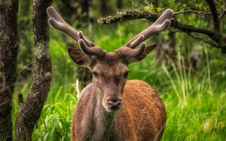 Картинка олень, природа, животные, лес, антлеры, зеленый, фотография