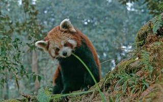 Картинка панда, животное, природа, лес, медведь, фауна, красный