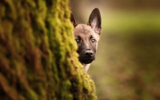Картинка собака, природа, дерево, мох, питомец, животные, лес