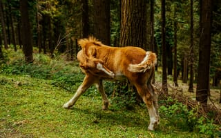 Картинка лошадь, лес, природа, животные, пейзаж, молодая, зеленый