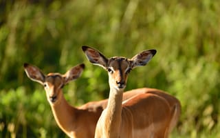 Картинка антилопа, природа, животные, зеленый, фото, дикие, пейзаж