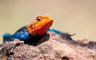 Картинка ящерица, природа, животные, цвета, камень, макро, фото