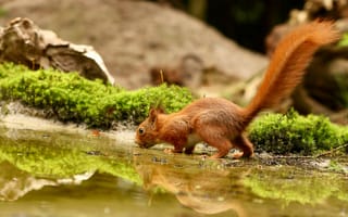 Картинка белка, природа, водоем, лес, животные, отражение, мох