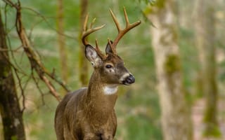 Картинка олень, природа, лес, животные, дикие животные, фотография, пейзаж