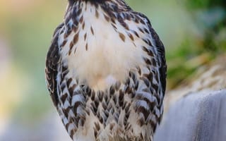 Картинка птица, ястреб, природа, дикая природа, фото, обои, животные