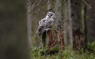 Картинка сова, лес, природа, животные, фотография, пейзаж, дерево