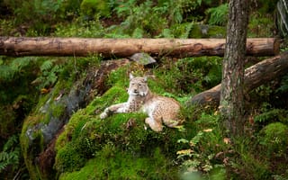 Картинка рысь, природа, лес, животные, мох, фауна, пейзаж