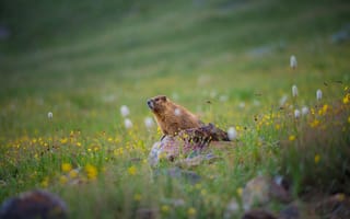 Картинка бобер, природа, цветы, трава, животные, ландшафт, горы