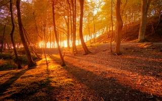 Картинка лес, закат, природа, деревья, осень, пейзаж, свет