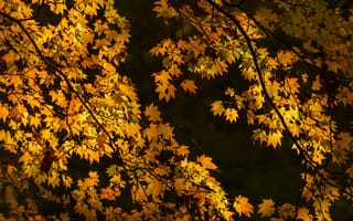 Картинка осень, листья, природа, деревья, золотой, пейзаж, фотография