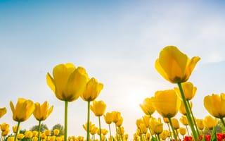 Картинка цветы, тюльпаны, жёлтый, природа, солнце, небо, пейзаж
