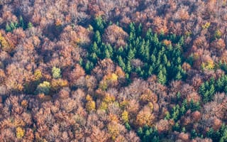 Картинка лес, осень, природа, деревья, пейзаж, цвета, фотография