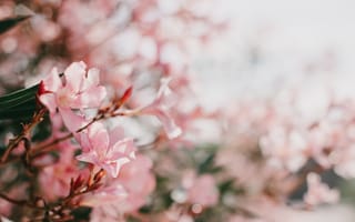 Картинка цветы, розовый, природа, фото, обои, красота, лето