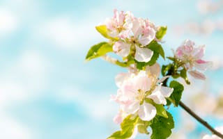 Картинка цветы, яблоня, природа, весна, пейзаж, небо, красота