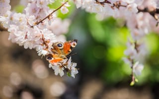 Картинка бабочка, цветы, природа, весна, красота, пейзаж, флора