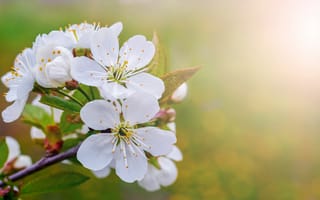Картинка цветы, вишня, природа, белый, весна, красота, фотография