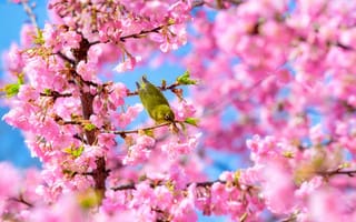 Картинка птица, цветы, весна, природа, вдохновение, розовый, дерево