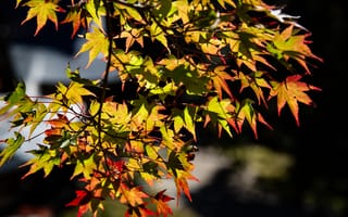 Картинка листья, осень, природа, красота, дерево, цвета, фотография