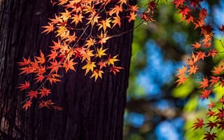 Картинка осень, листья, красный, природа, дерево, фотография, пейзаж