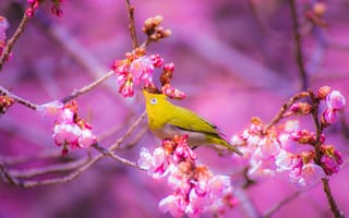 Картинка птица, цветы, весна, природа, розовый, красота, фото