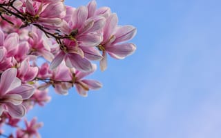 Картинка магнолия, цветы, небо, природа, весна, розовый, красота