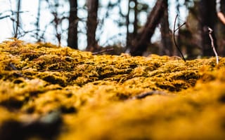 Картинка мох, природа, лес, зеленый, освещение, текстура, осень