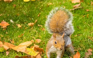 Картинка белка, осень, листья, природа, животные, трава, пейзаж