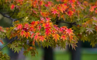 Картинка осень, листья, красота, природа, дерево, пейзаж, цвета