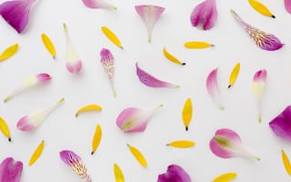 Картинка цветы, лепестки, фоновое изображение, природа, декор, красота, лето