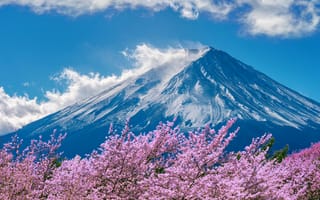 Картинка Фудзияма, вишня, природа, горы, пейзаж, цветы, синий