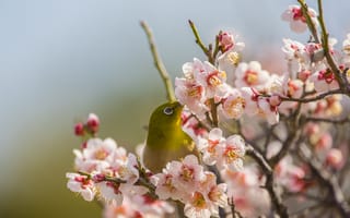 Картинка птица, цветы, весна, природа, красота, фото, обои