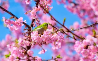 Картинка птица, цветы, весна, природа, вишня, розовый, синий