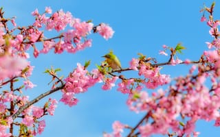 Картинка цветы, птица, весна, природа, вдохновение, розовый, небо