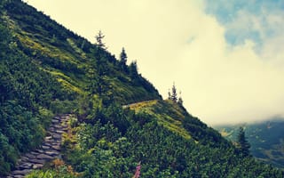 Картинка природа, горы, пейзаж, тропа, лес, облака, зелень