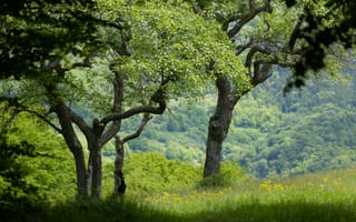 Картинка природа, деревья, зелень, пейзаж, лето, лес, цветы