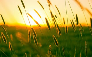 Картинка закат, трава, природа, солнце, пейзаж, лето, зелень