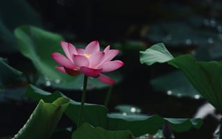 Картинка цветок, лотос, природа, водяные растения, зелень, красота, спокойствие