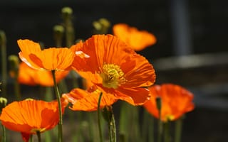 Картинка цветы, мак, оранжевый, природа, лето, красота, пейзаж