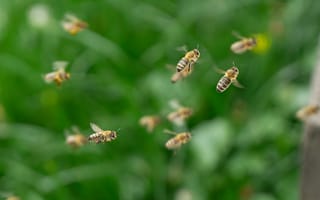 Картинка пчёлы, природа, летящие, зеленый, поля, опыление, жизнь