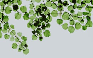 Картинка листья, природа, зелень, ветки, фон, освежающий, лето