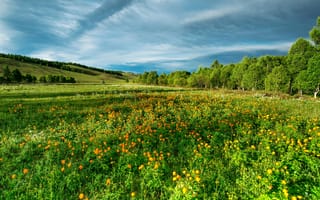 Картинка пейзаж, природа, цветы, небо, зелень, лето, поле